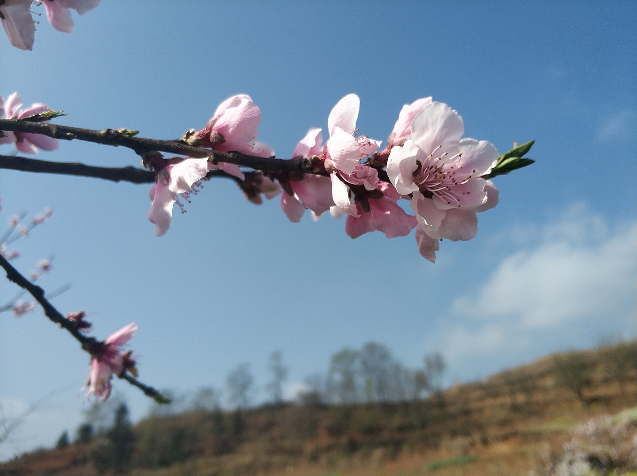 春，古月廴聿（图ZMTk4NTUwNDg4） - 风光摄影 - 站酷设计师古月廴聿原创素材 - 站酷ZCOOL