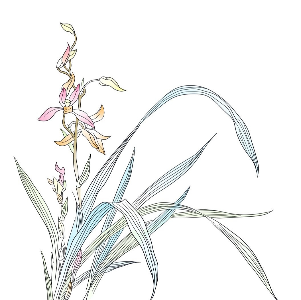 梅兰竹菊（图ZMjM3MTU5MDYw） - 概念设定 - 站酷设计师Z61016800原创素材 - 站酷ZCOOL