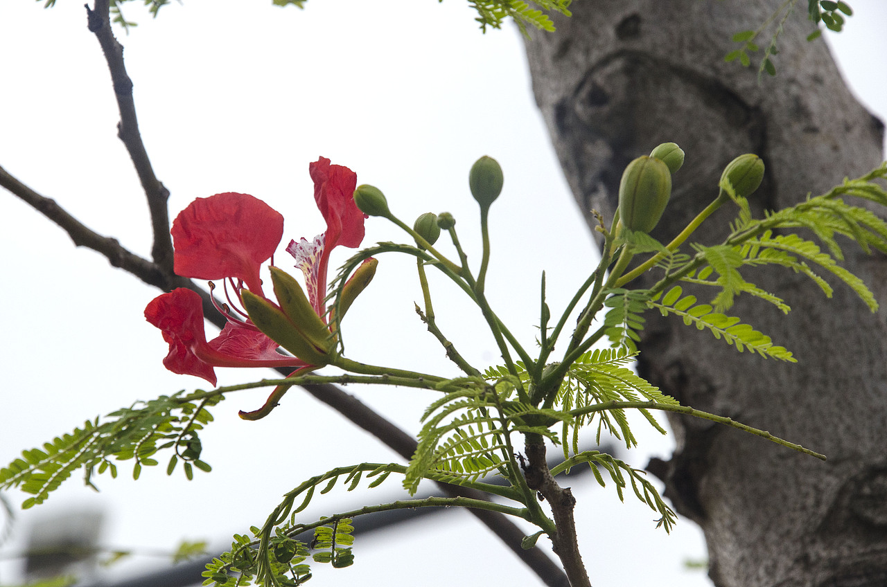 凤凰木 - 离别、思念、火热的青春