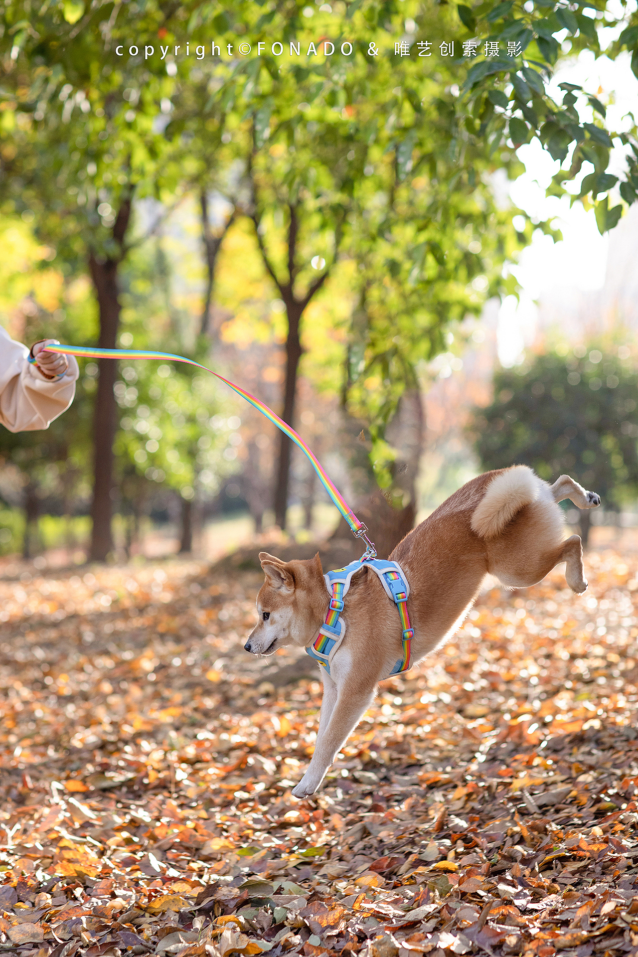 【FONADO】宠物牵引绳全案平面摄影&视频拍摄&详情设计（图ZMjgyNjkwMzk2） - 产品摄影 - 站酷设计师唯艺创索视觉策划原创素材 - 站酷ZCOOL