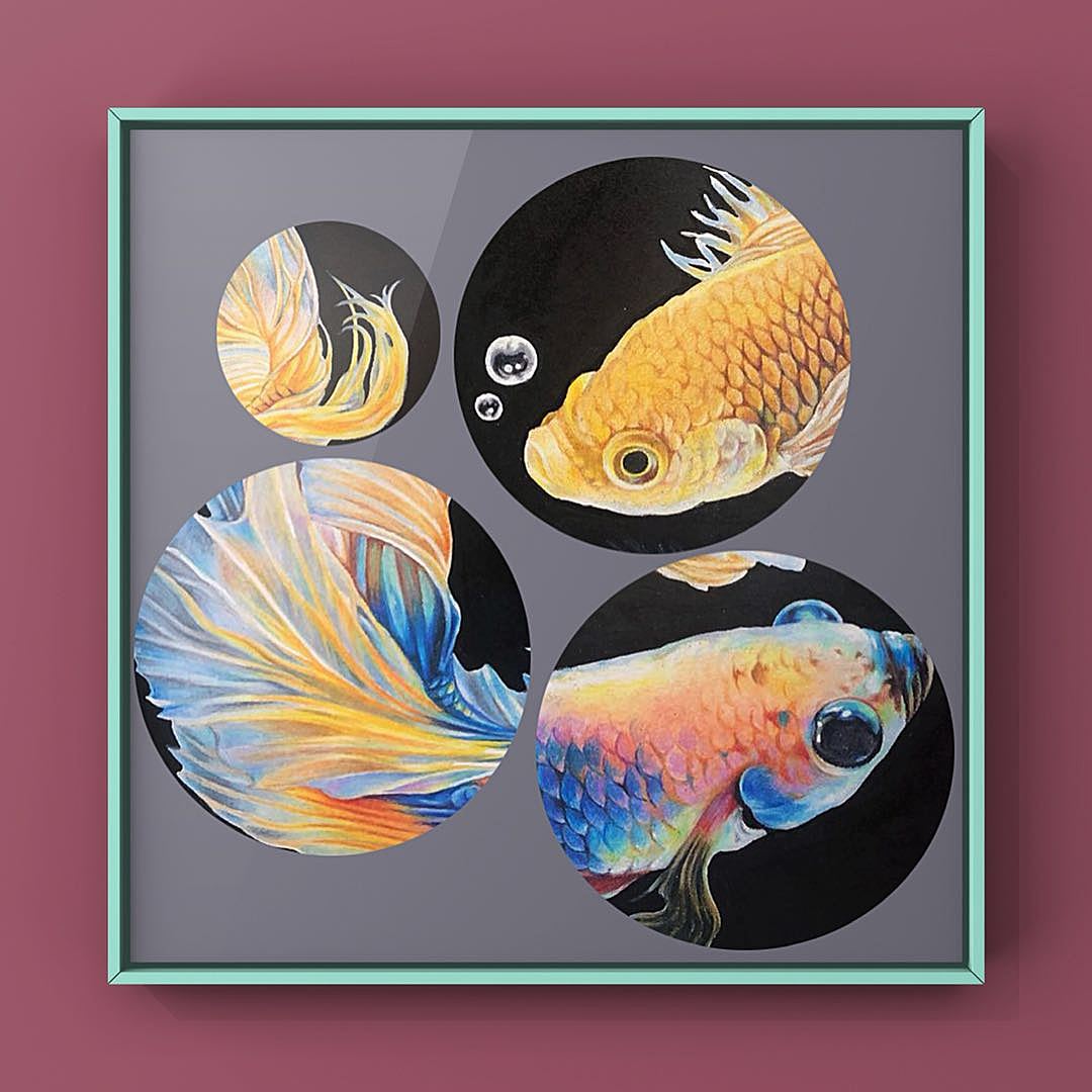 彩铅作品—斗鱼