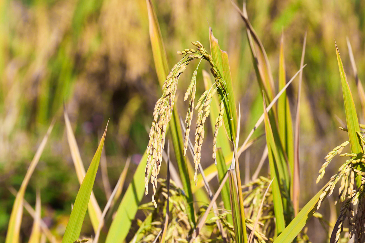 龙胜梯田（图ZMTMxNjIzMzg0） - 风光摄影 - 站酷设计师realZT原创素材 - 站酷ZCOOL