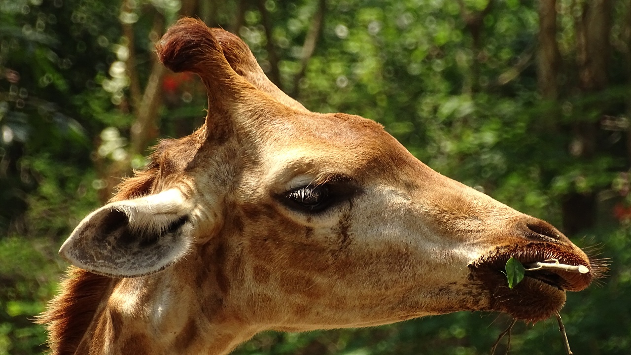 长颈鹿|摄影|宠物摄影|果子肥 - 原创作品 - 站酷 (zcool)