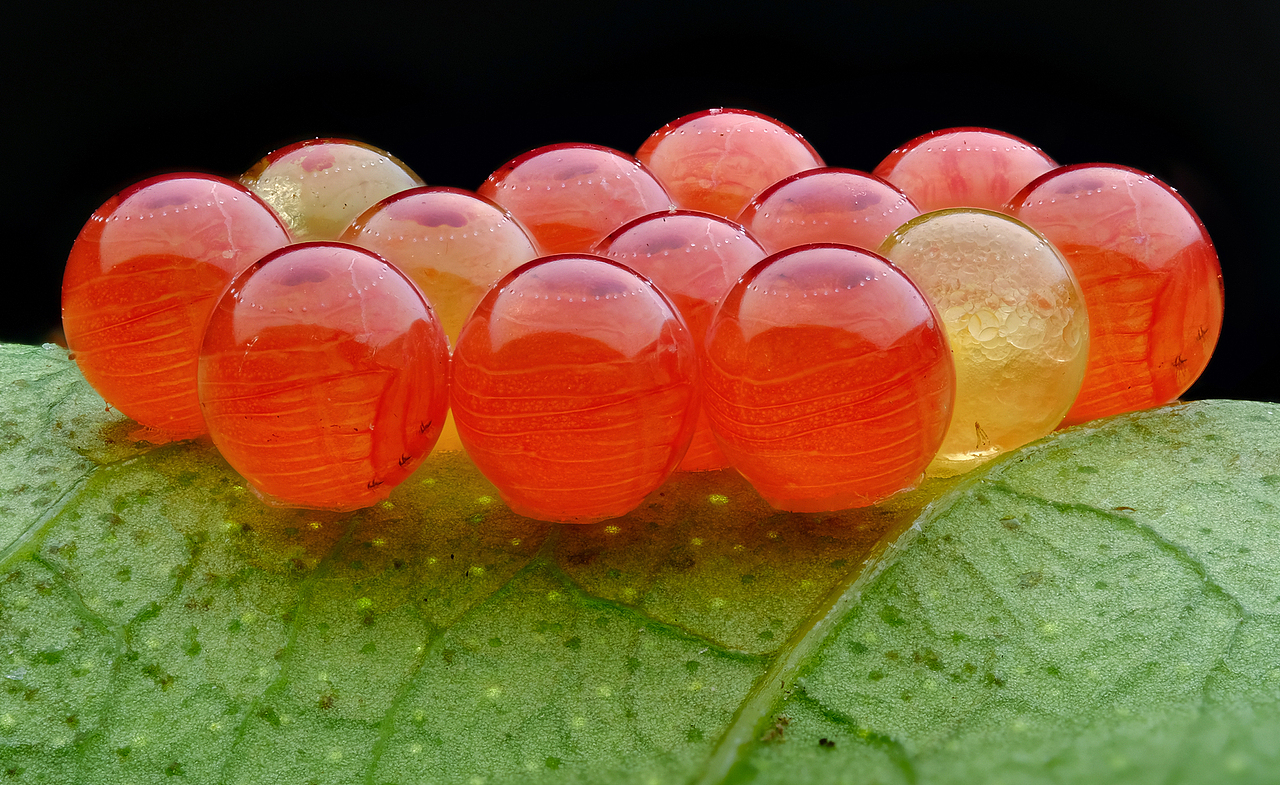 自然界赐予的各种糕点-可能还有点食欲（图ZMjY0MzQ3NTQ4） - 其他摄影 - 站酷设计师瓜哥微距摄影原创素材 - 站酷ZCOOL