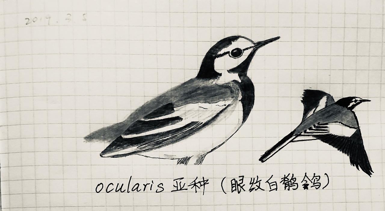 白鹡鸰及各亚种