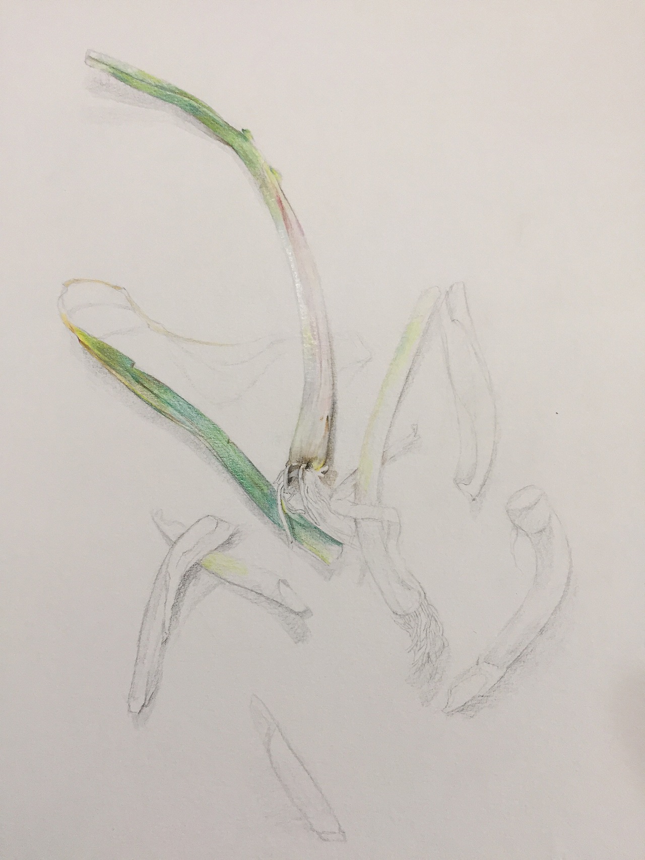 纸本彩铅作品--《蒜》