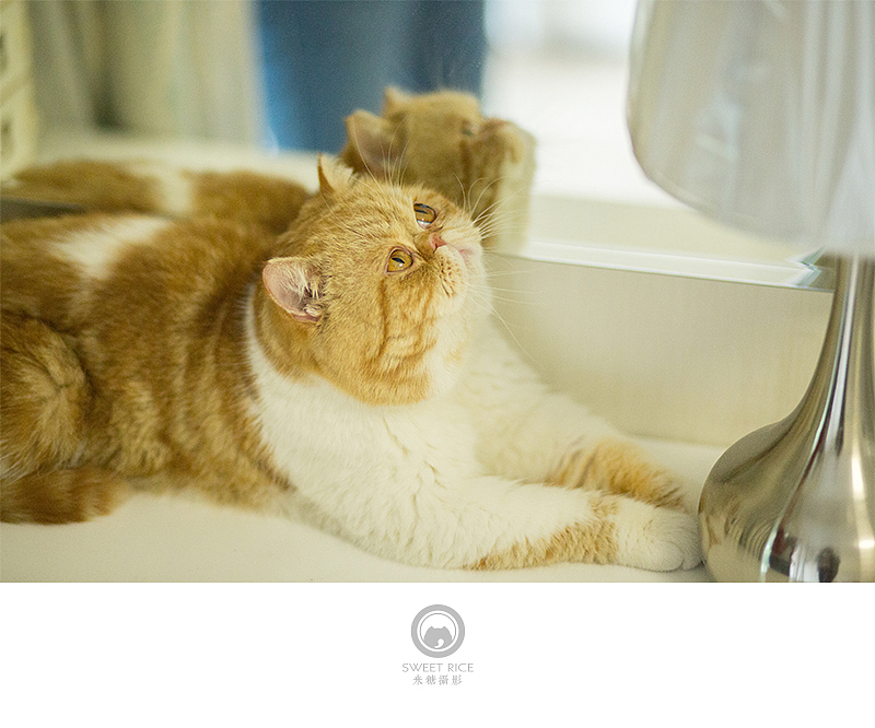 加菲阿宝和乱入的东西（图ZNDY1NjQzNTY=） - 宠物摄影 - 站酷设计师挂糖原创素材 - 站酷ZCOOL