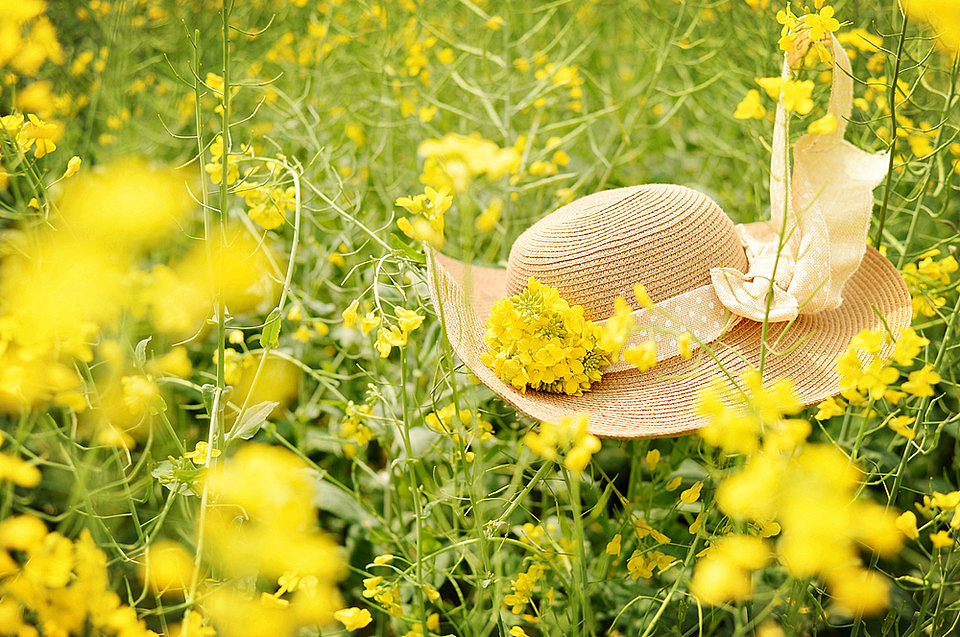 春光烂漫赏花去之油菜花