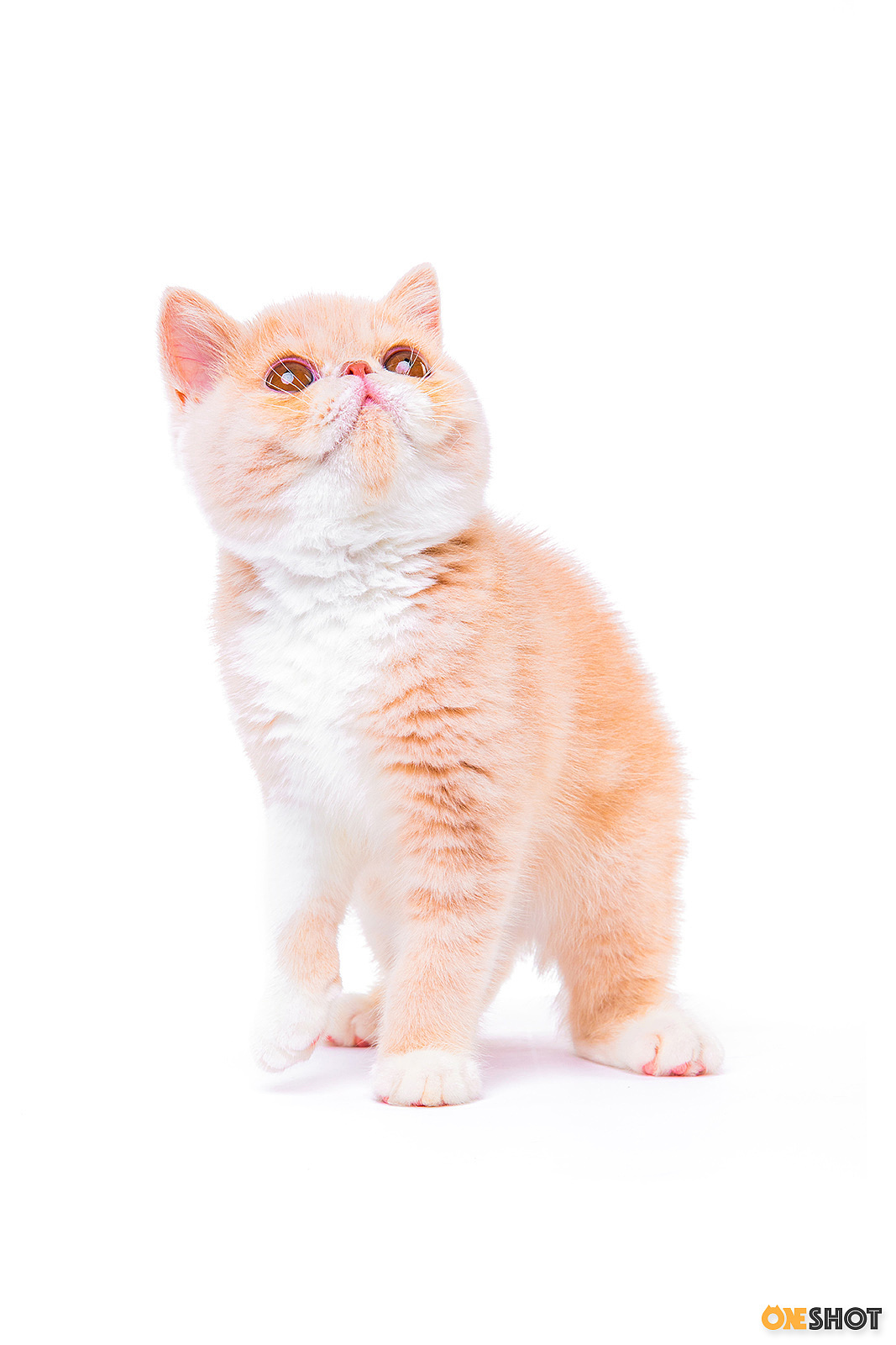 白底证件照加菲猫幼成