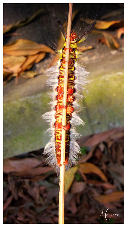 原创作品:《猫猫虫》