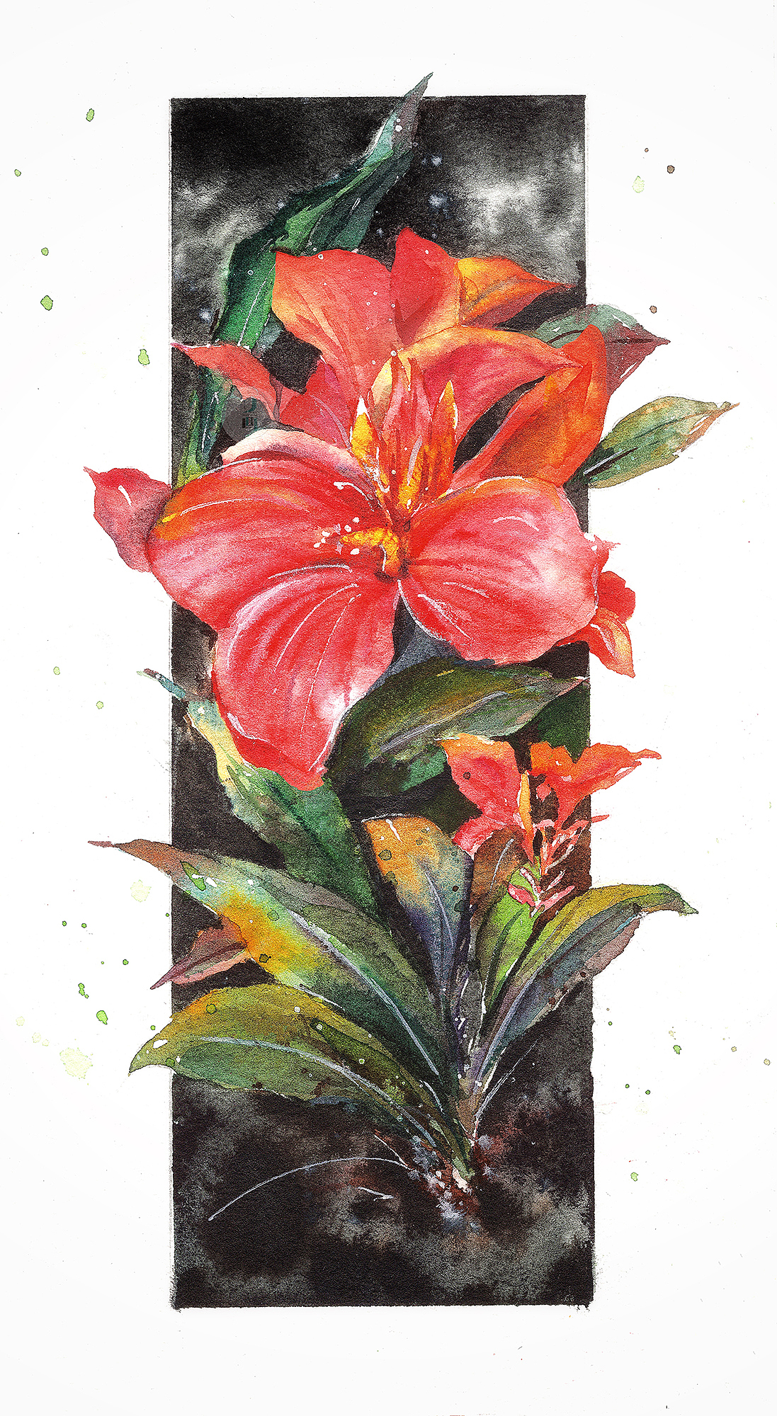 水彩花卉火红盛放的美人蕉