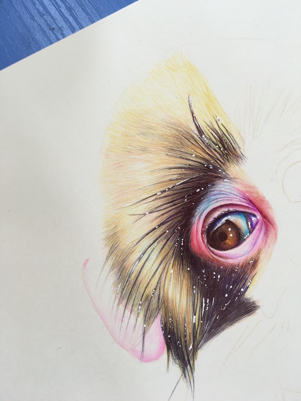 彩色圆珠笔画猴子:monkey