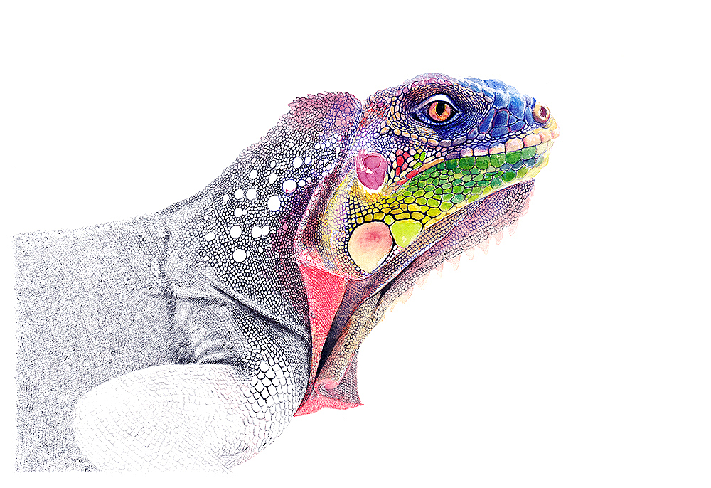 OY手绘·鬣蜥（图ZNDkxMjk0OTI=） - 绘画 - 站酷设计师欧阳鹏杰_OY原创素材 - 站酷ZCOOL