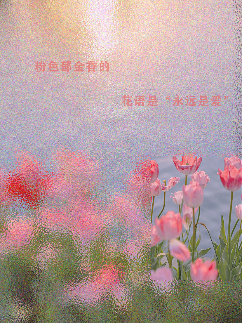 粉色的郁金香花语是“永远的爱”