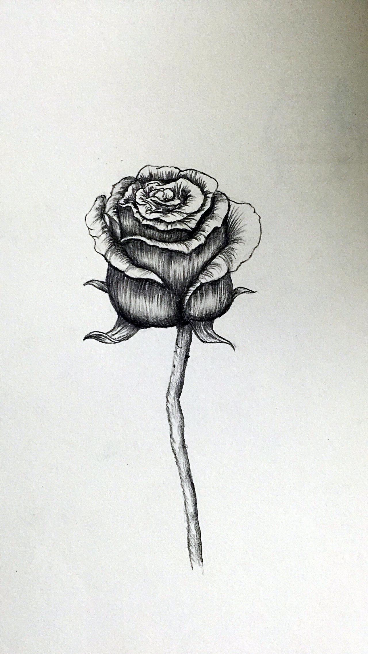 素描《玫瑰花》|纯艺术|绘画|Art安德 - 原创作品 - 站酷 (ZCOOL)