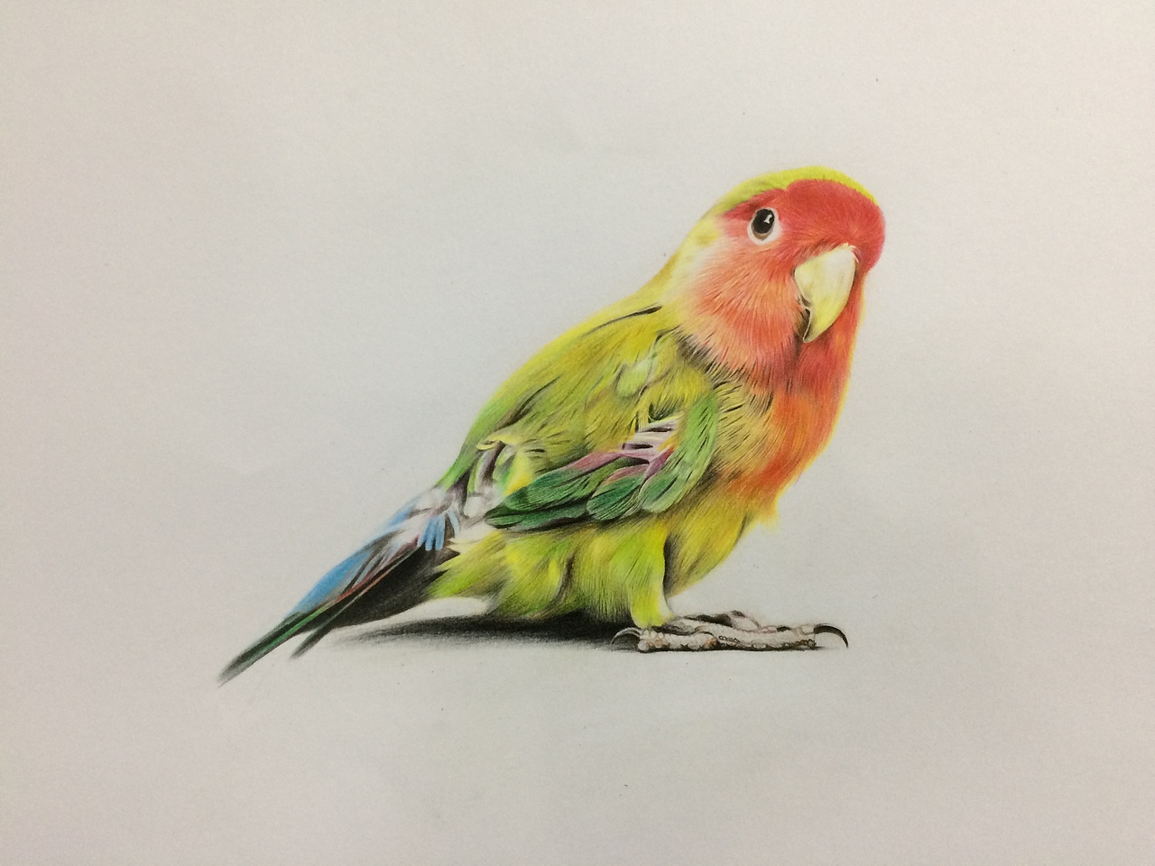 彩铅鹦鹉