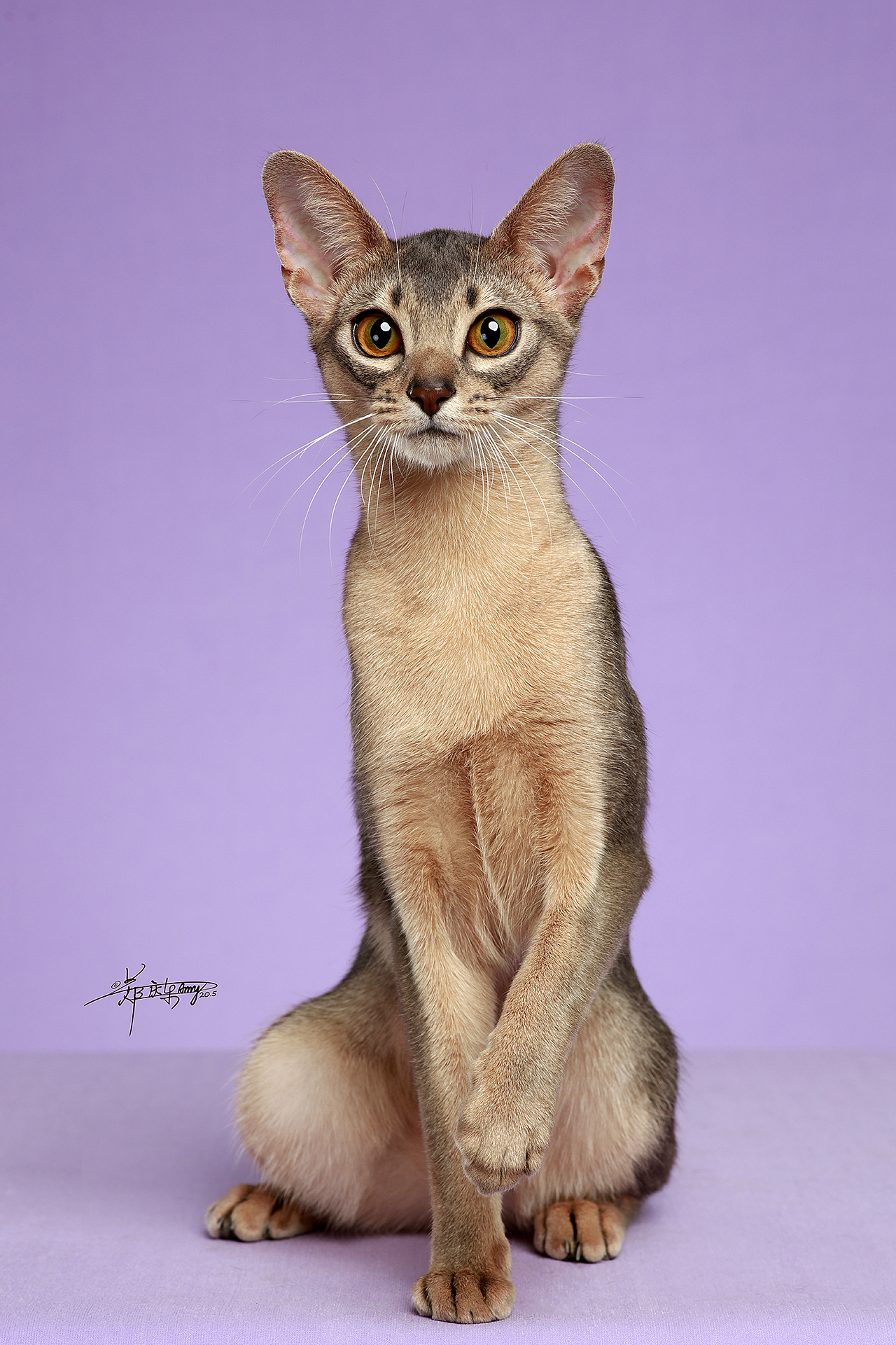 阿比西尼亚猫_amyworks赛猫摄影-站酷zcool