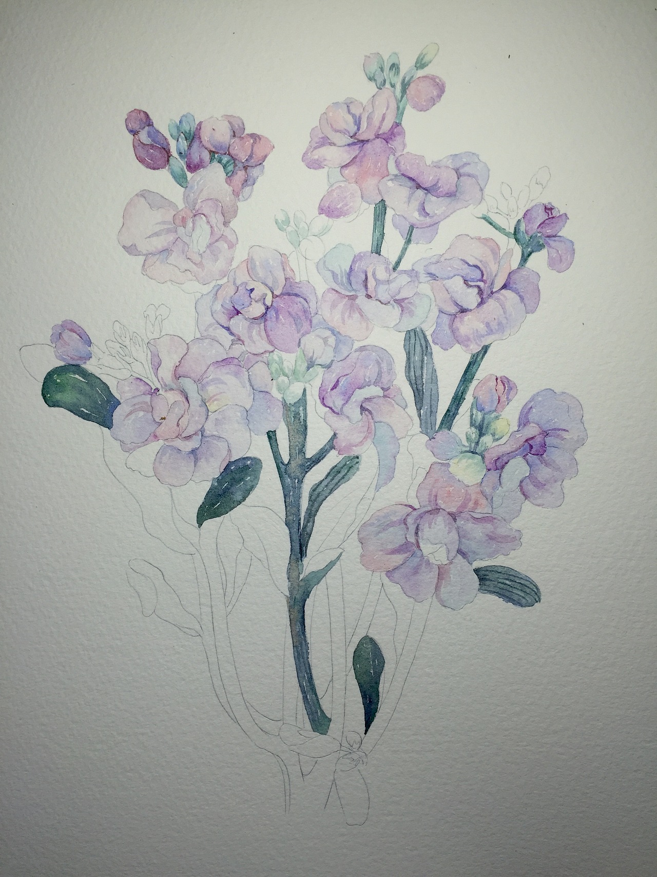 紫罗兰 水彩