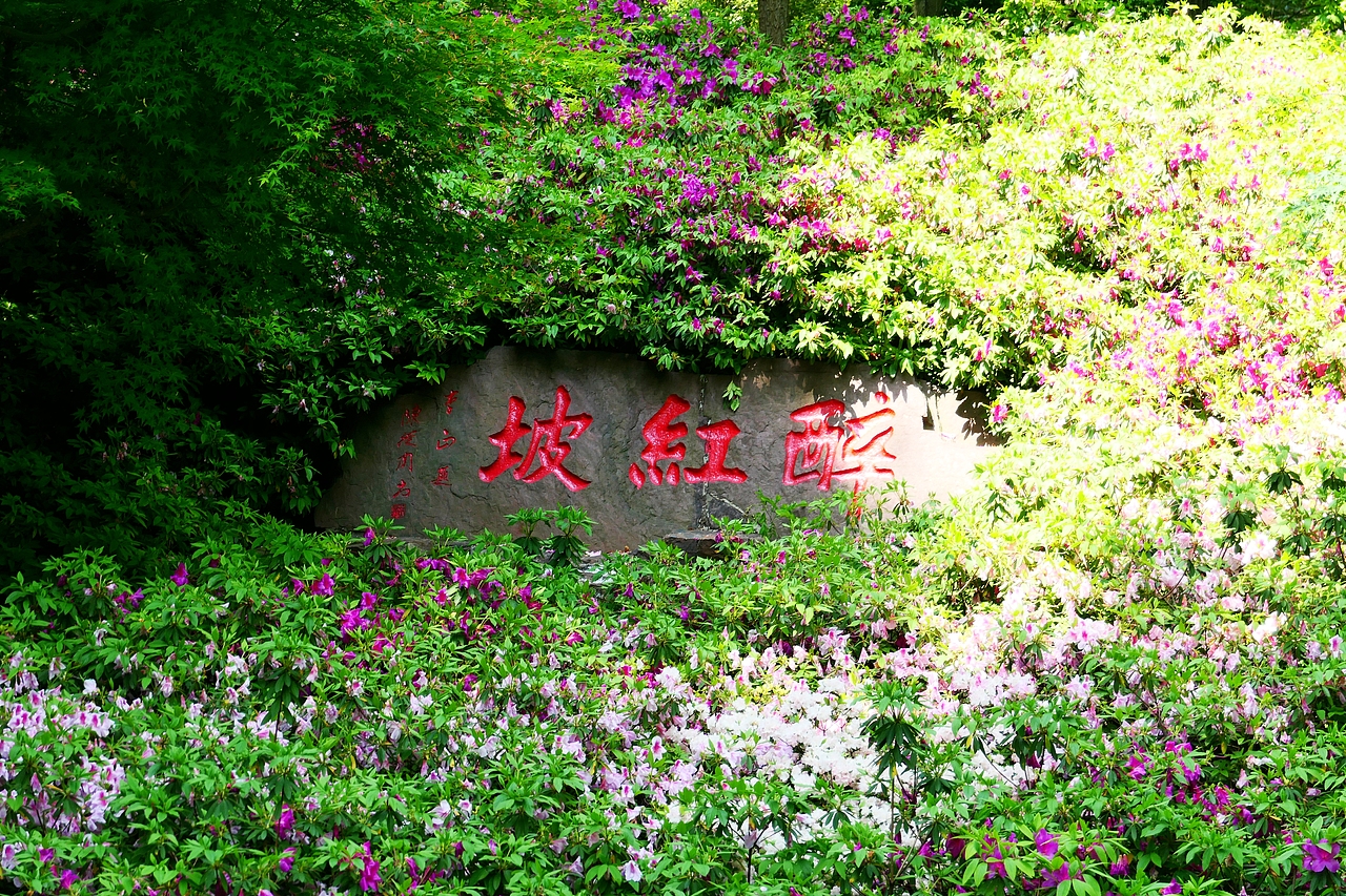 惠山古镇 | 杜鹃啼红