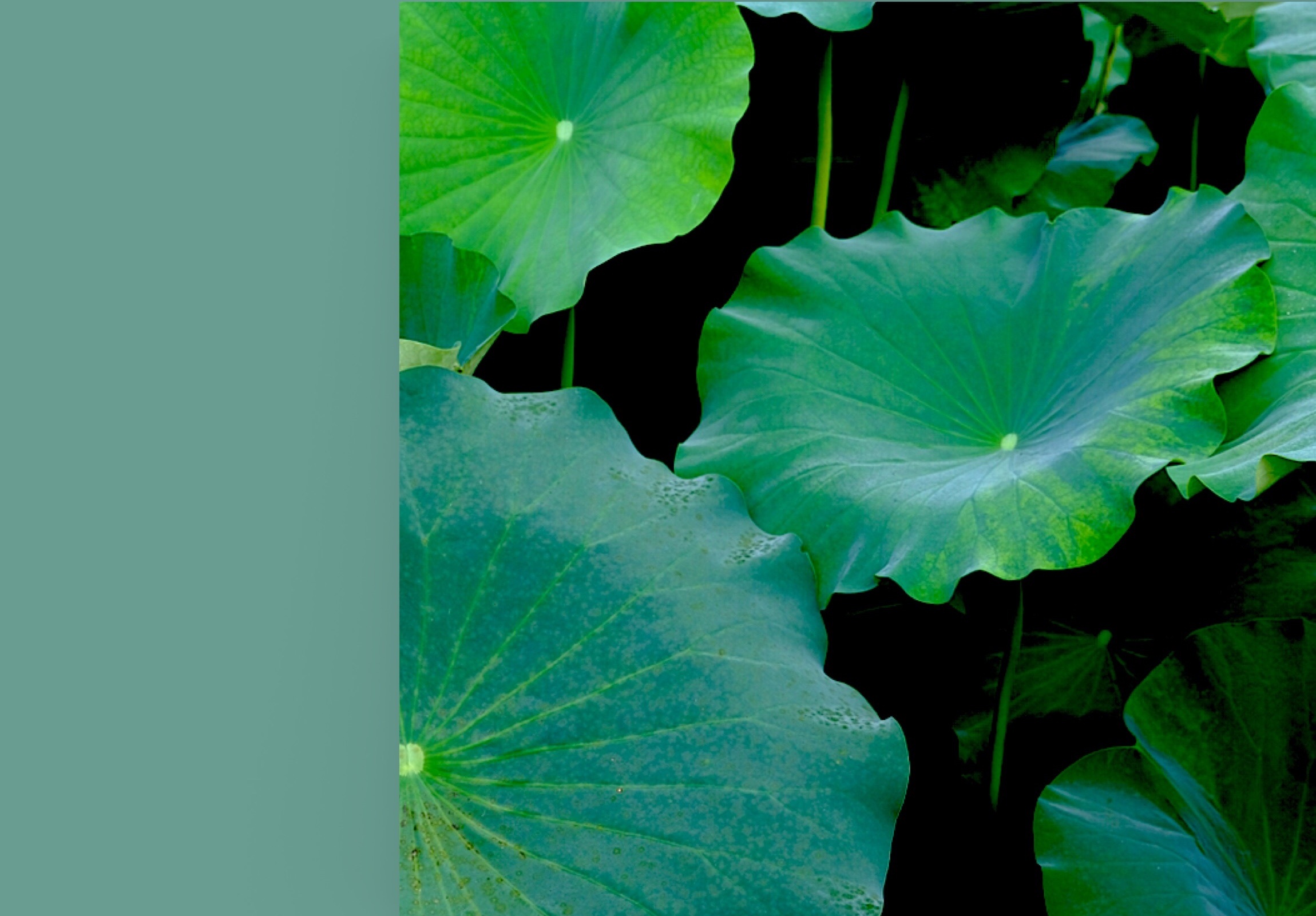 向往一抹清凉,生活是平平淡淡的美好