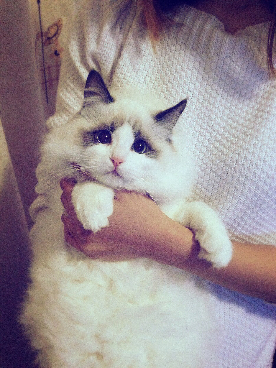 ~喵和波妞~（图ZMjU2MTA0NzY=） - 宠物摄影 - 站酷设计师riceriver原创素材 - 站酷ZCOOL