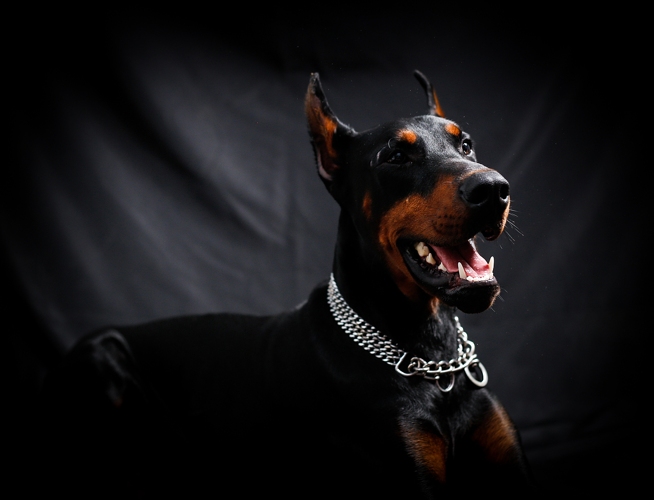 杜賓——悍馬（圖ZNzc0NjI5MDQ=） - 寵物攝影 - 站酷設(shè)計(jì)師IPet寵物攝影原創(chuàng)素材 - 站酷ZCOOL