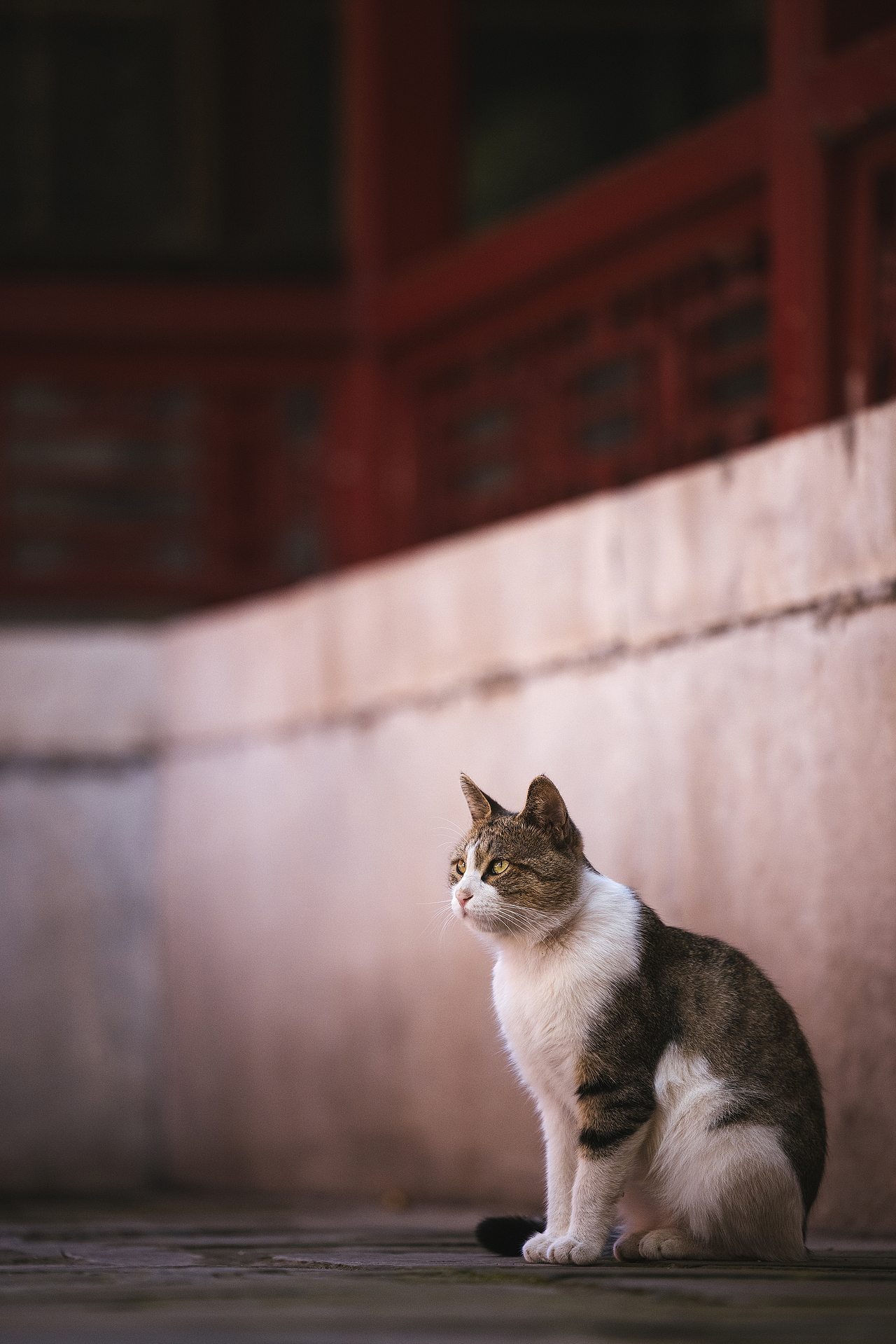 使用佳能EOS R5解锁更多猫咪姿势(图ZMjIyNDgxMzgw) - 宠物摄影 - 站酷设计师克查原创素材 - 站酷ZCOOL