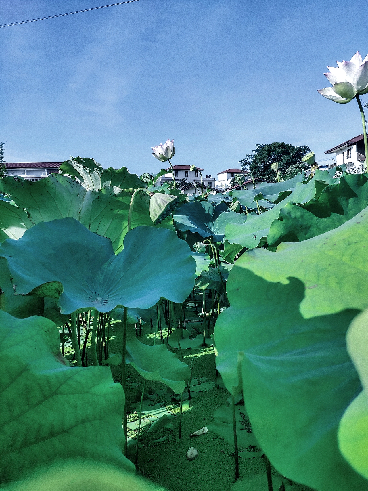 出淤泥而不染，