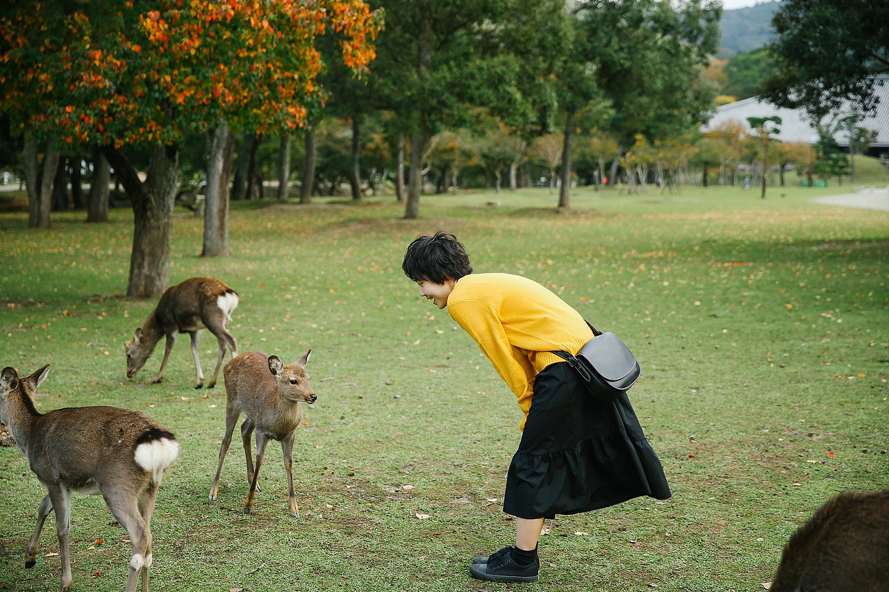关于京都 奈良 镰仓的记忆