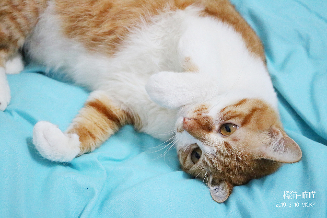 大橘为重-橘猫