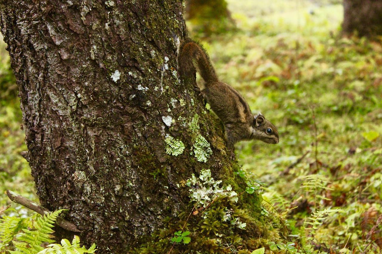 神木垒（图ZNjAzMDU1MDg=） - 风光摄影 - 站酷设计师阿月_Vv原创素材 - 站酷ZCOOL