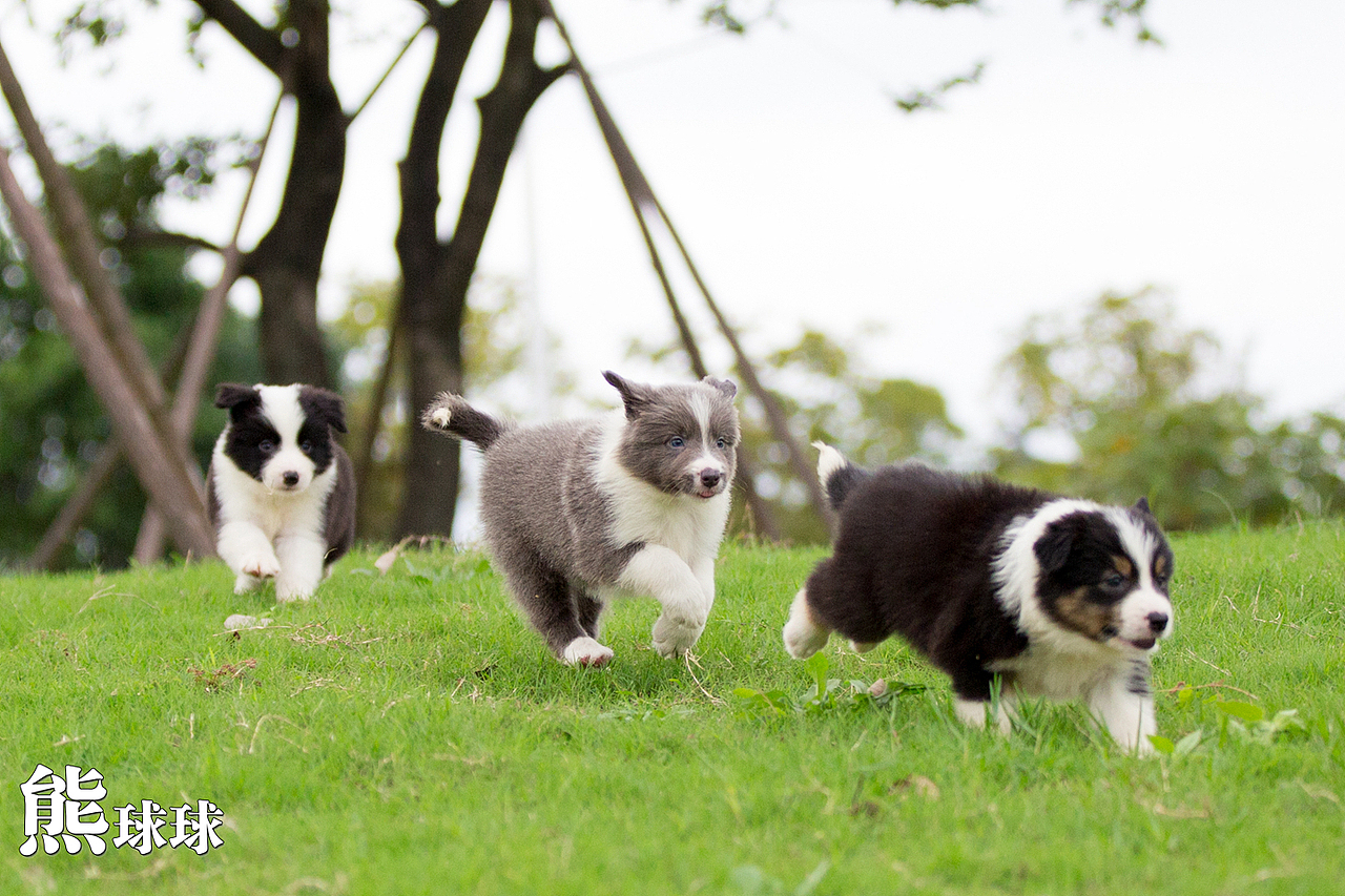 超可爱卖萌的边牧幼犬们！简直萌出血！（图ZMzgzNjM2MzI=） - 宠物摄影 - 站酷设计师熊球球原创素材 - 站酷ZCOOL