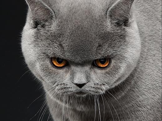 英国短毛猫