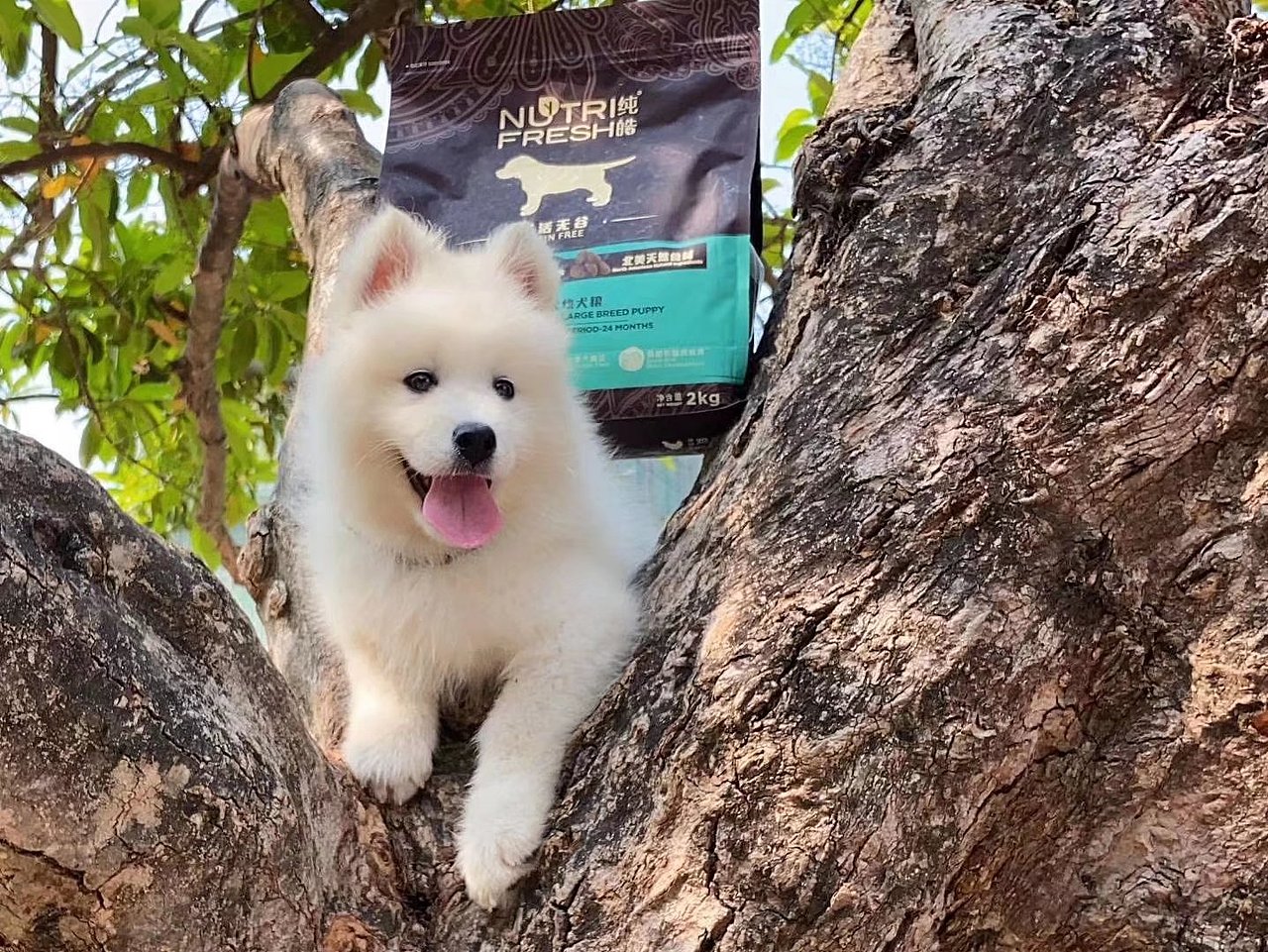 宠物拍摄（图ZMjkxMjkxMzc2） - 宠物摄影 - 站酷设计师suoxiakuon原创素材 - 站酷ZCOOL