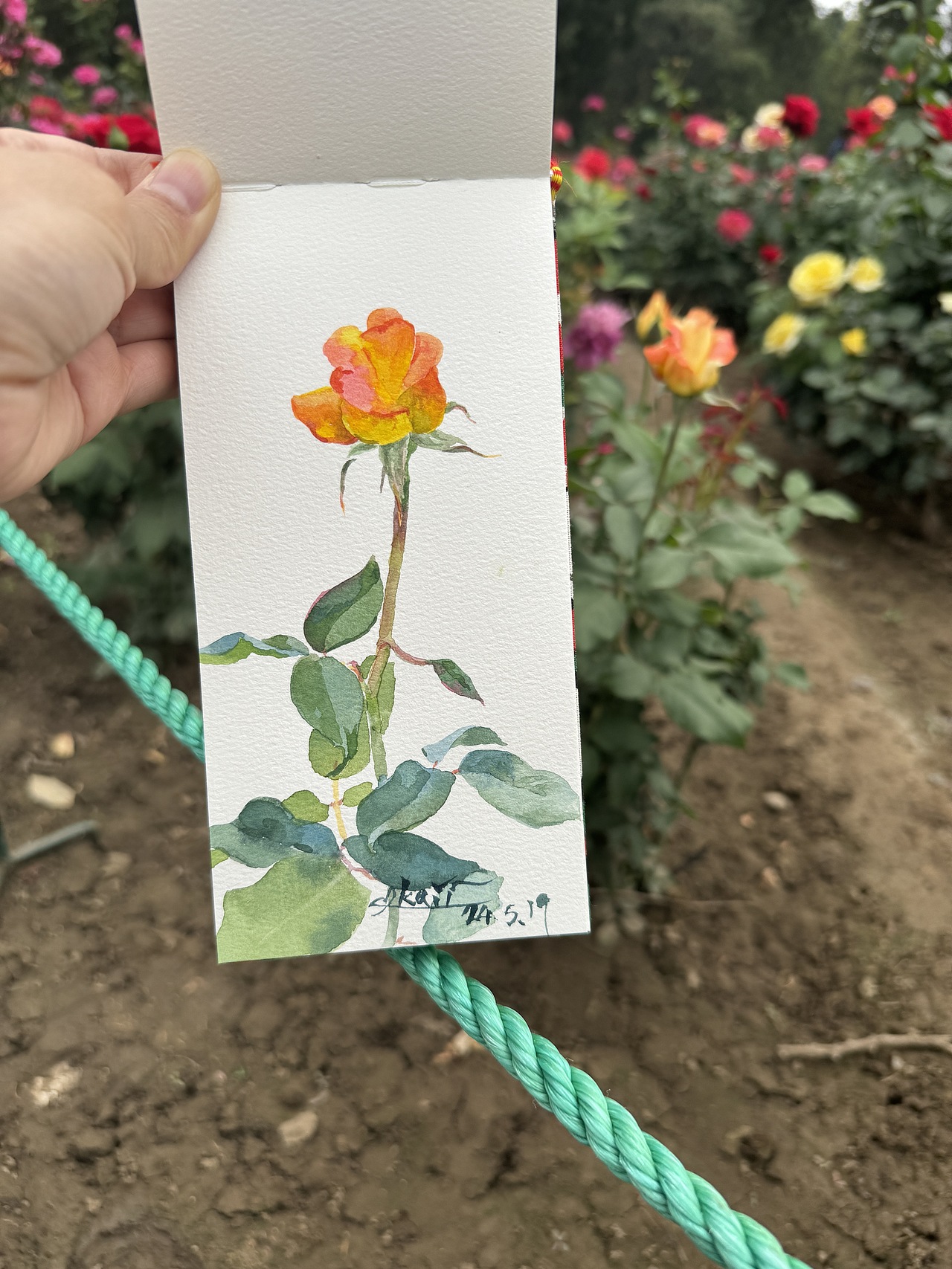 2024天坛月季园写生合集(1)