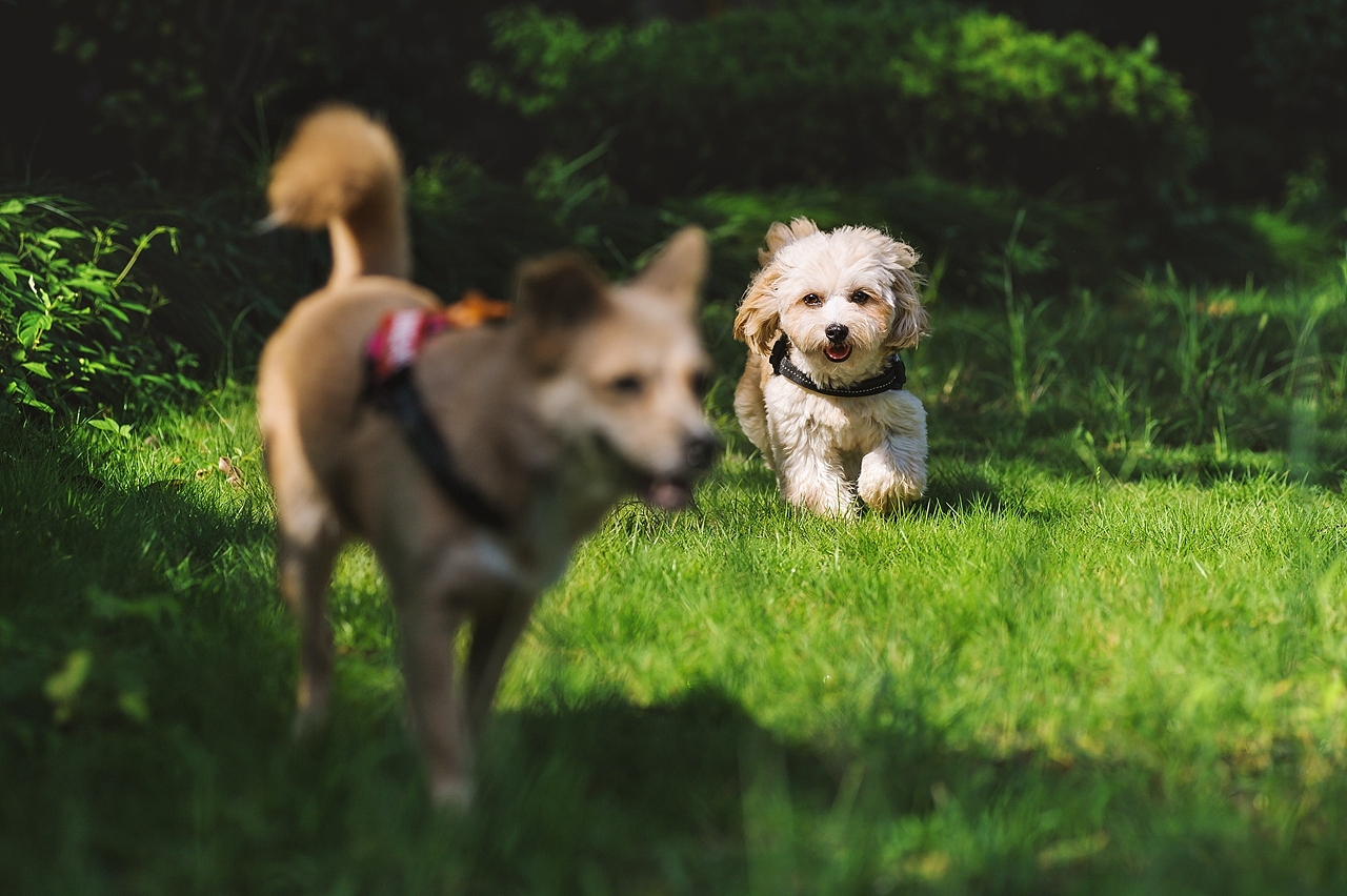 【纪实宠物摄影】