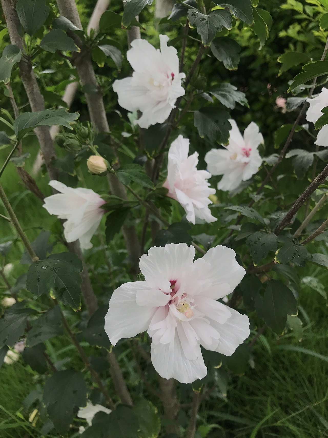 未闻花名（2017.06 随手拍）（图ZOTM1NTAyMzI=） - 风光摄影 - 站酷设计师sunweiT原创素材 - 站酷ZCOOL