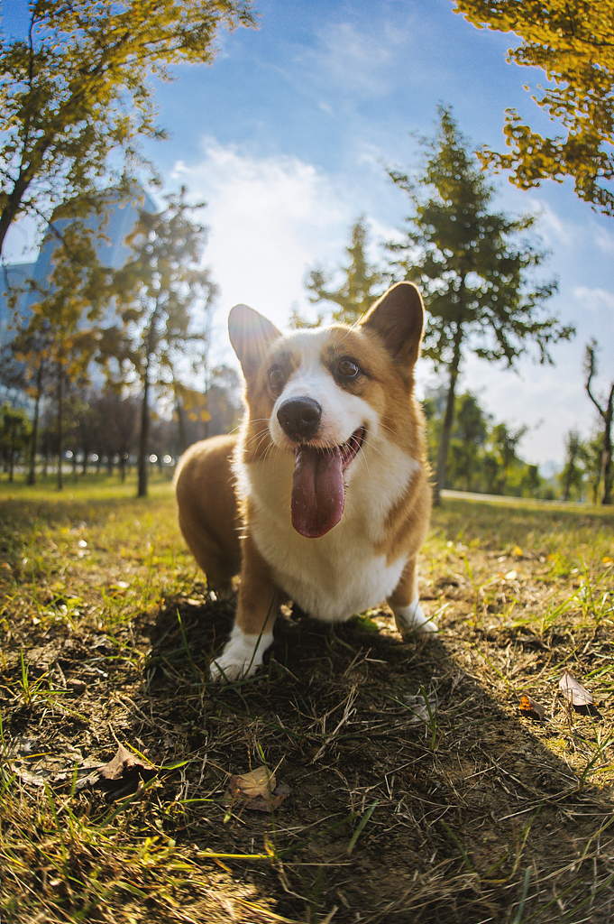 【均木纪实宠物摄影】