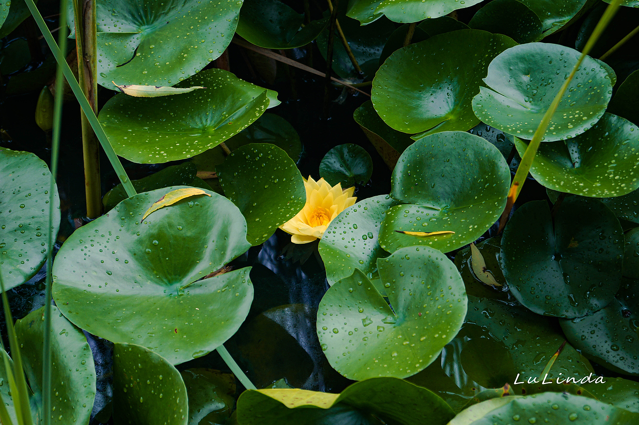 水莲花（图ZMjI5Nzk3MDQw） - 风光摄影 - 站酷设计师脖几LuLinda原创素材 - 站酷ZCOOL