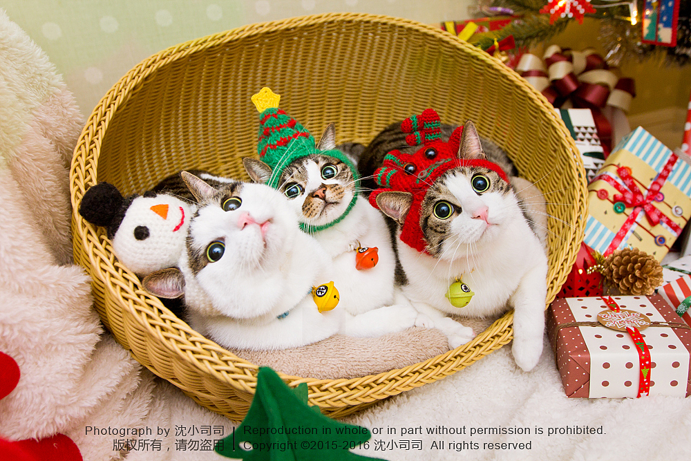 喵瑞Christmas(图ZMzg3NzEyNzI=) - 宠物摄影 - 站酷设计师司司Yokey原创素材 - 站酷ZCOOL