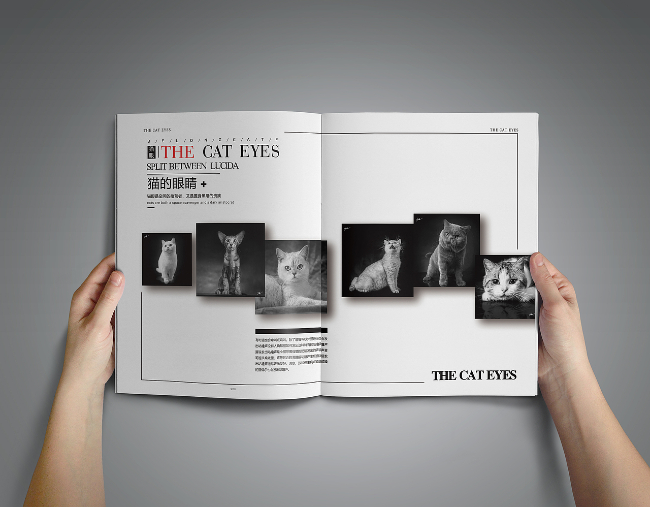 画册之猫的眼睛（图ZMTIxNzQ3OTIw） - 书籍/画册 - 站酷设计师脑壳二疼原创素材 - 站酷ZCOOL