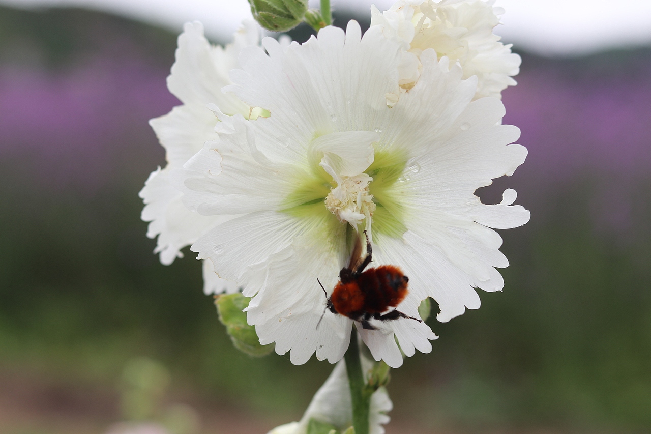 花海（图ZMTMzMjE0Njk2） - 风光摄影 - 站酷设计师梦醒时分sr原创素材 - 站酷ZCOOL