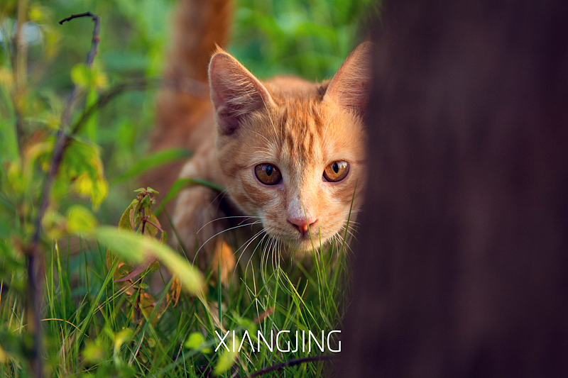 流浪猫（图ZMzUzOTkzMDg=） - 宠物摄影 - 站酷设计师向镜原创素材 - 站酷ZCOOL