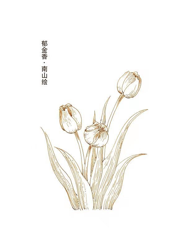 钢笔线稿花卉系列（图ZMjY3Njc3Nzcy） - 艺术插画 - 站酷设计师南山绘原创素材 - 站酷ZCOOL