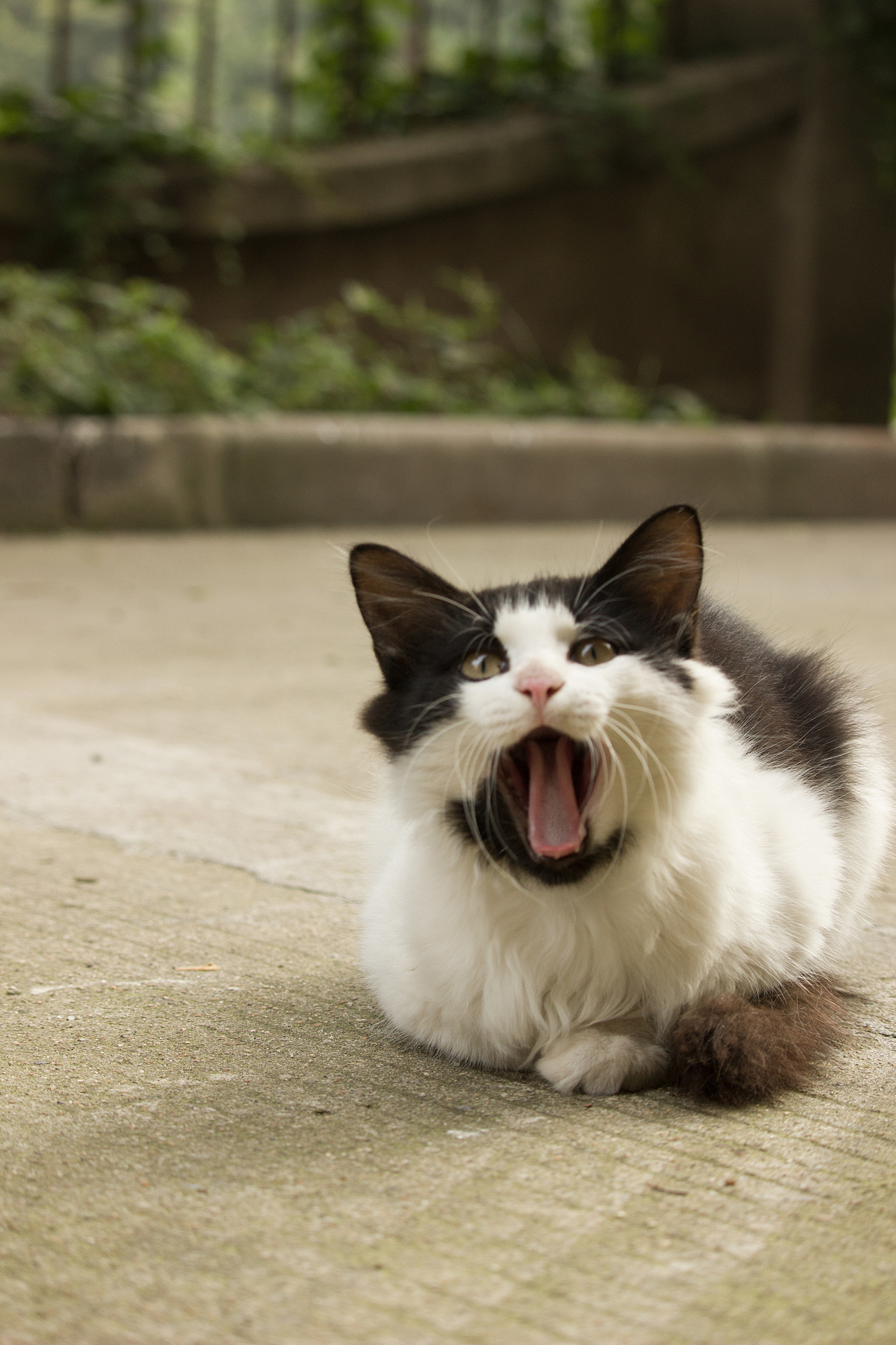 喵的公寓处分通告（图ZMzMwNDg3MDA=） - 宠物摄影 - 站酷设计师HAOHAO设计原创素材 - 站酷ZCOOL