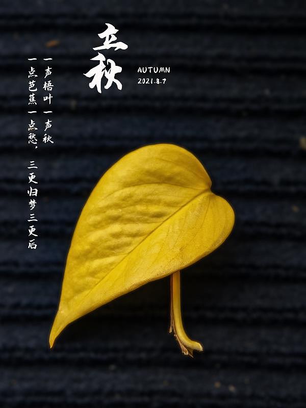 立秋节日海报/展板