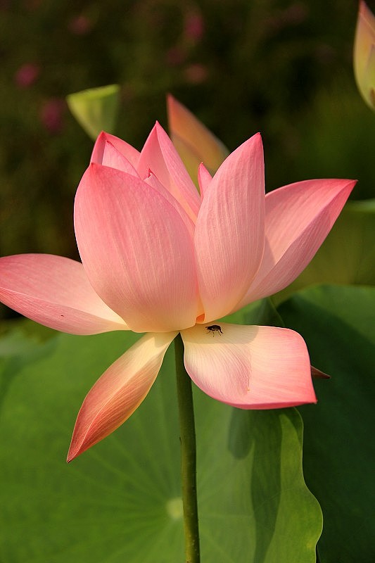 单反の莲花世界