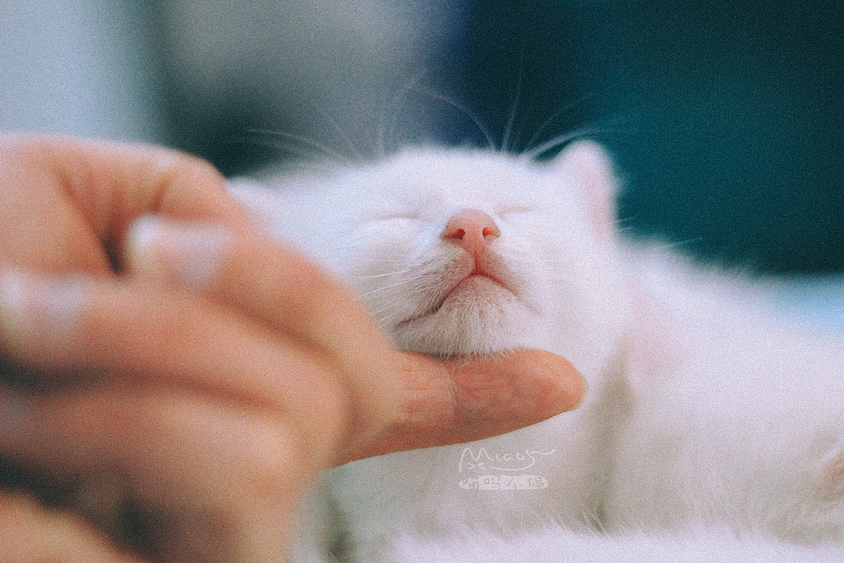 那年初夏,我让一窝雪白小妖精给着了魔