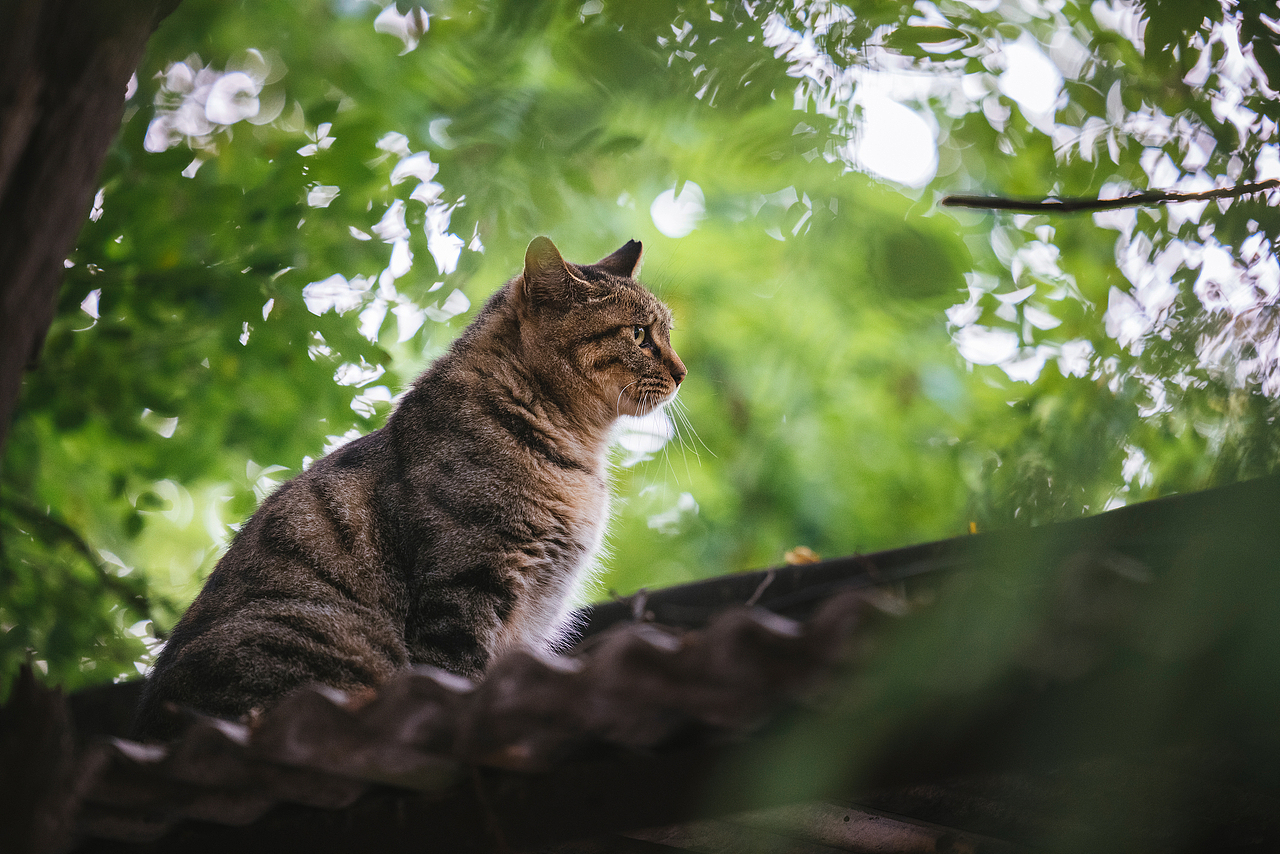 使用佳能EOS R5解锁更多猫咪姿势(图ZMjIyNDgxMzA0) - 宠物摄影 - 站酷设计师克查原创素材 - 站酷ZCOOL