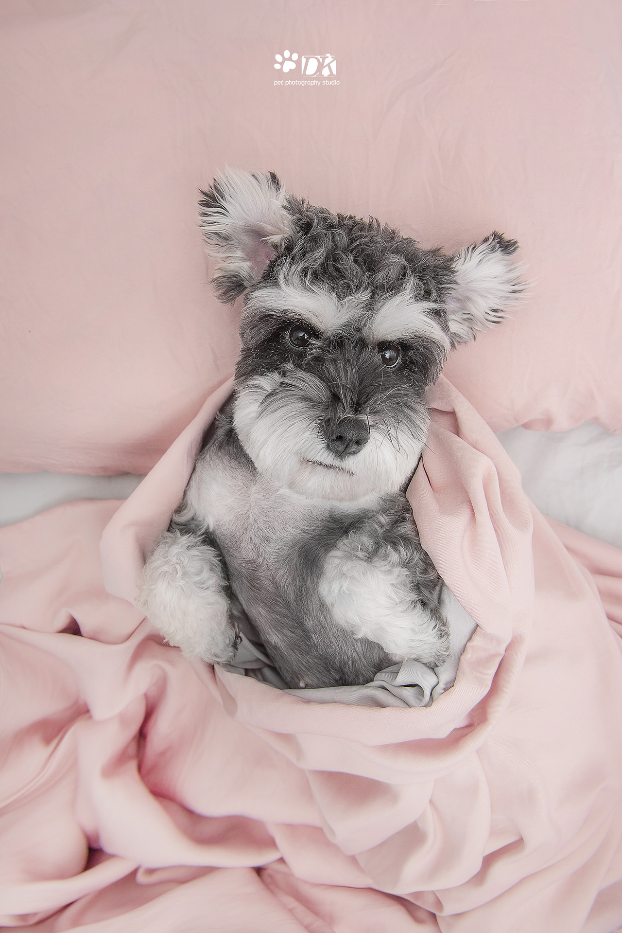 萌宠睡姿大合集